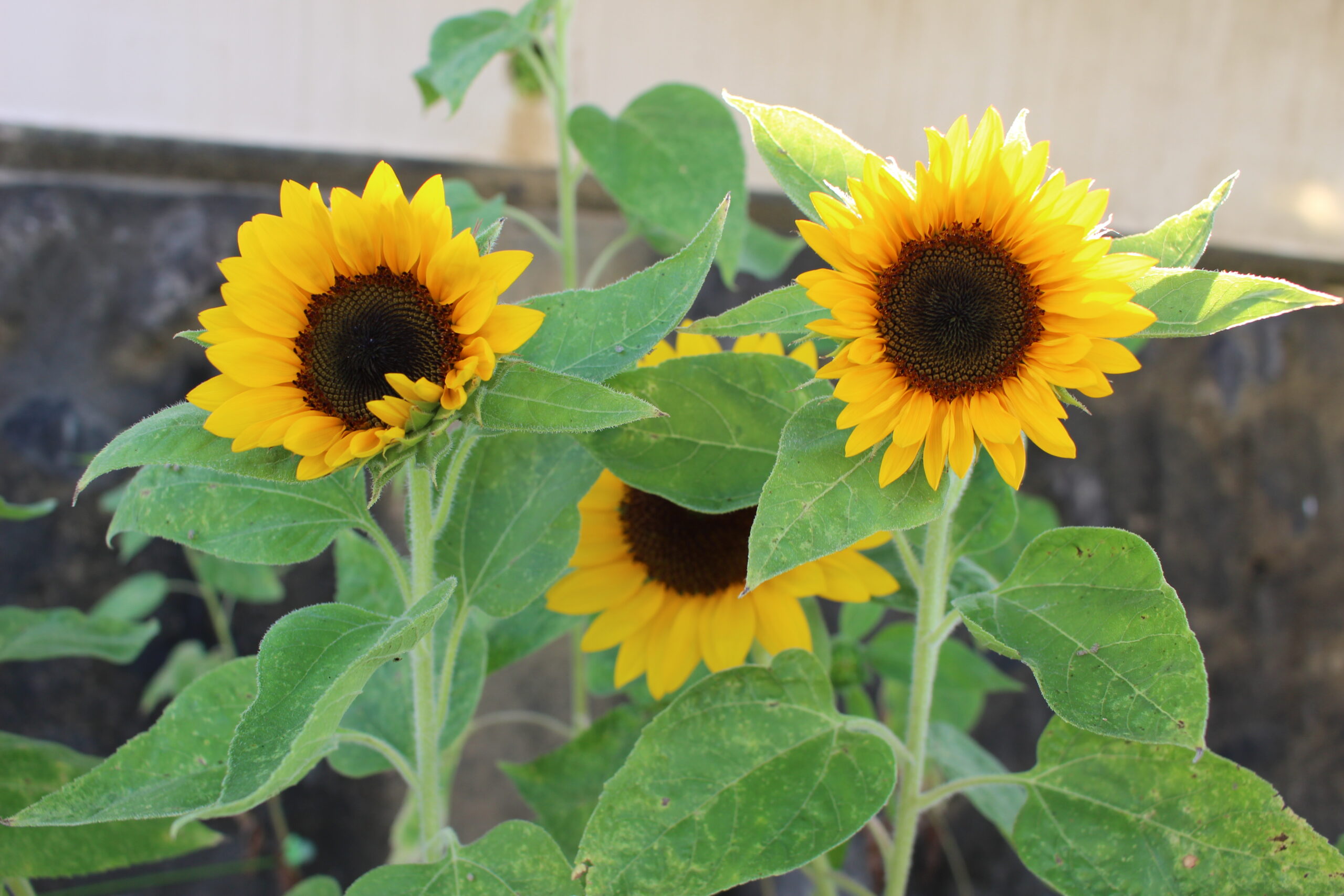 ひまわりが咲きました！