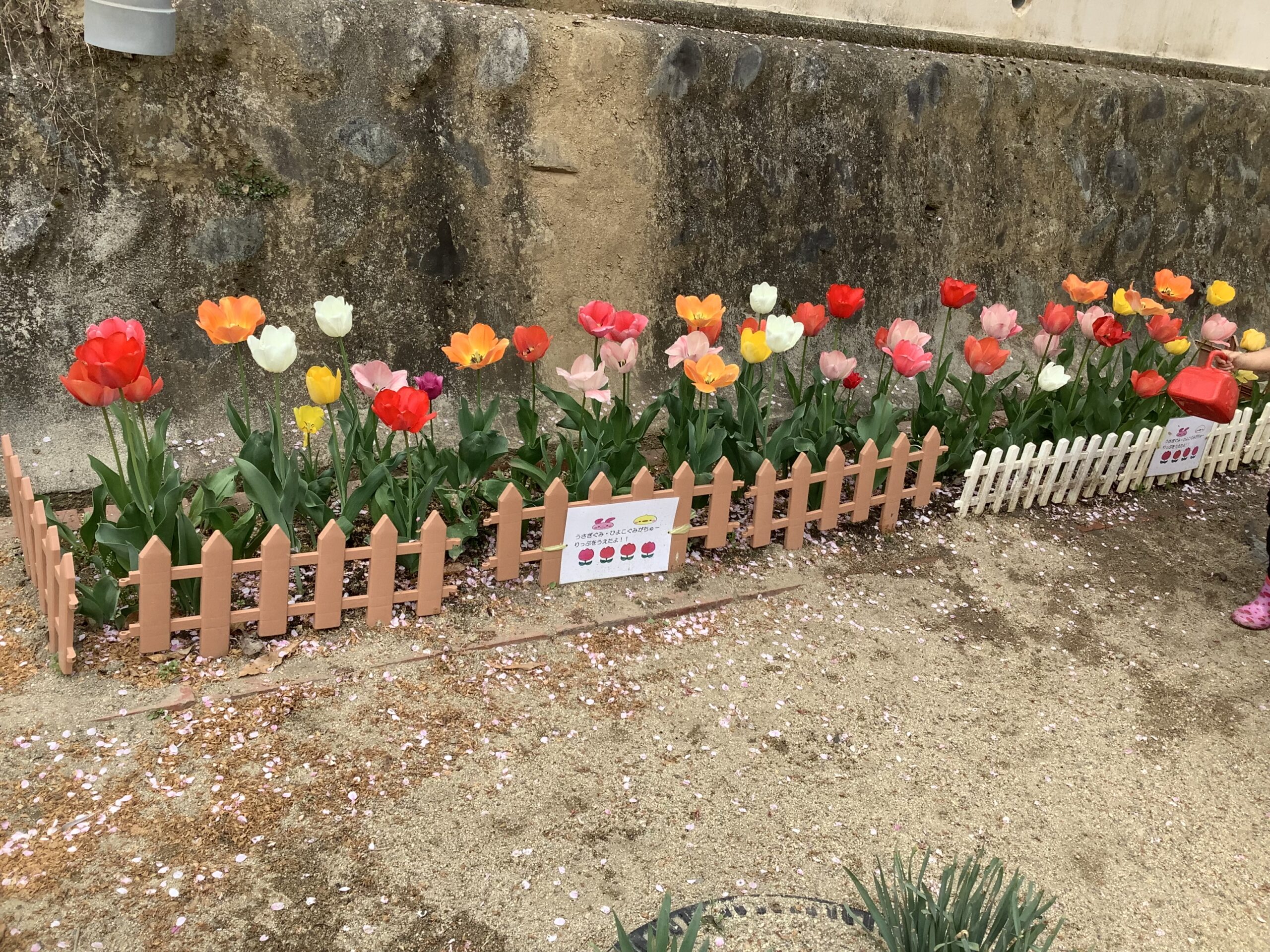 給食が始まりました🍚