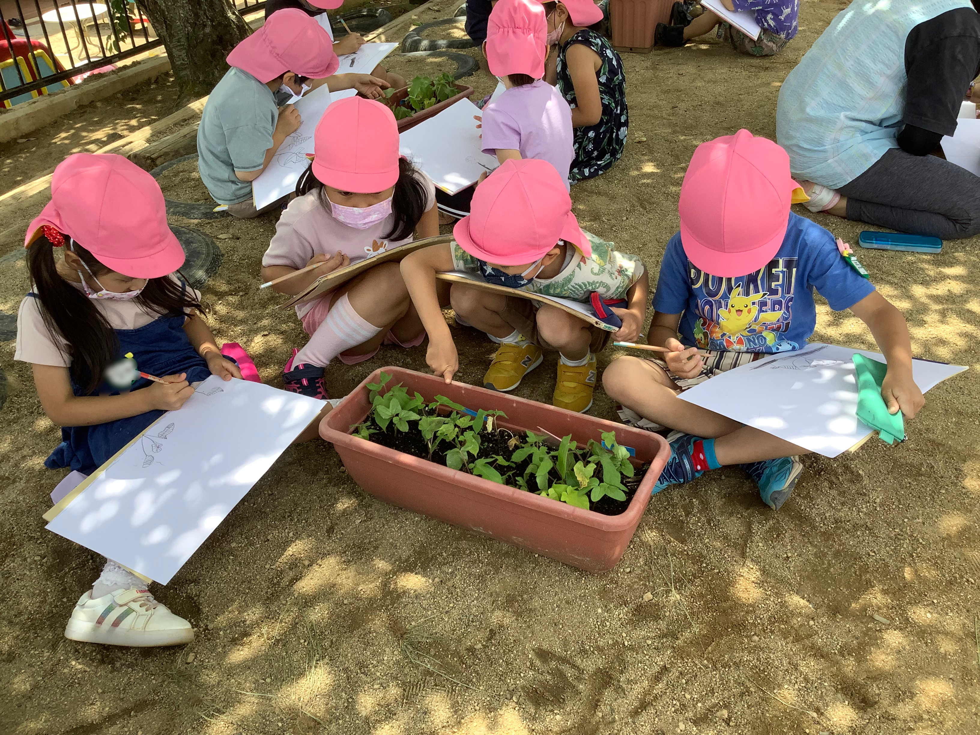 朝顔の観察画を描きました