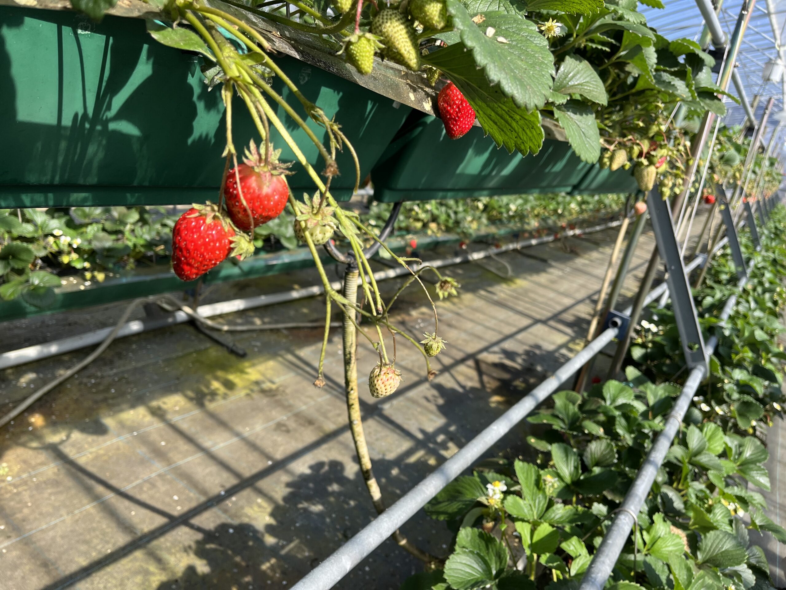 ★年長組★お別れ遠足に行ってきました