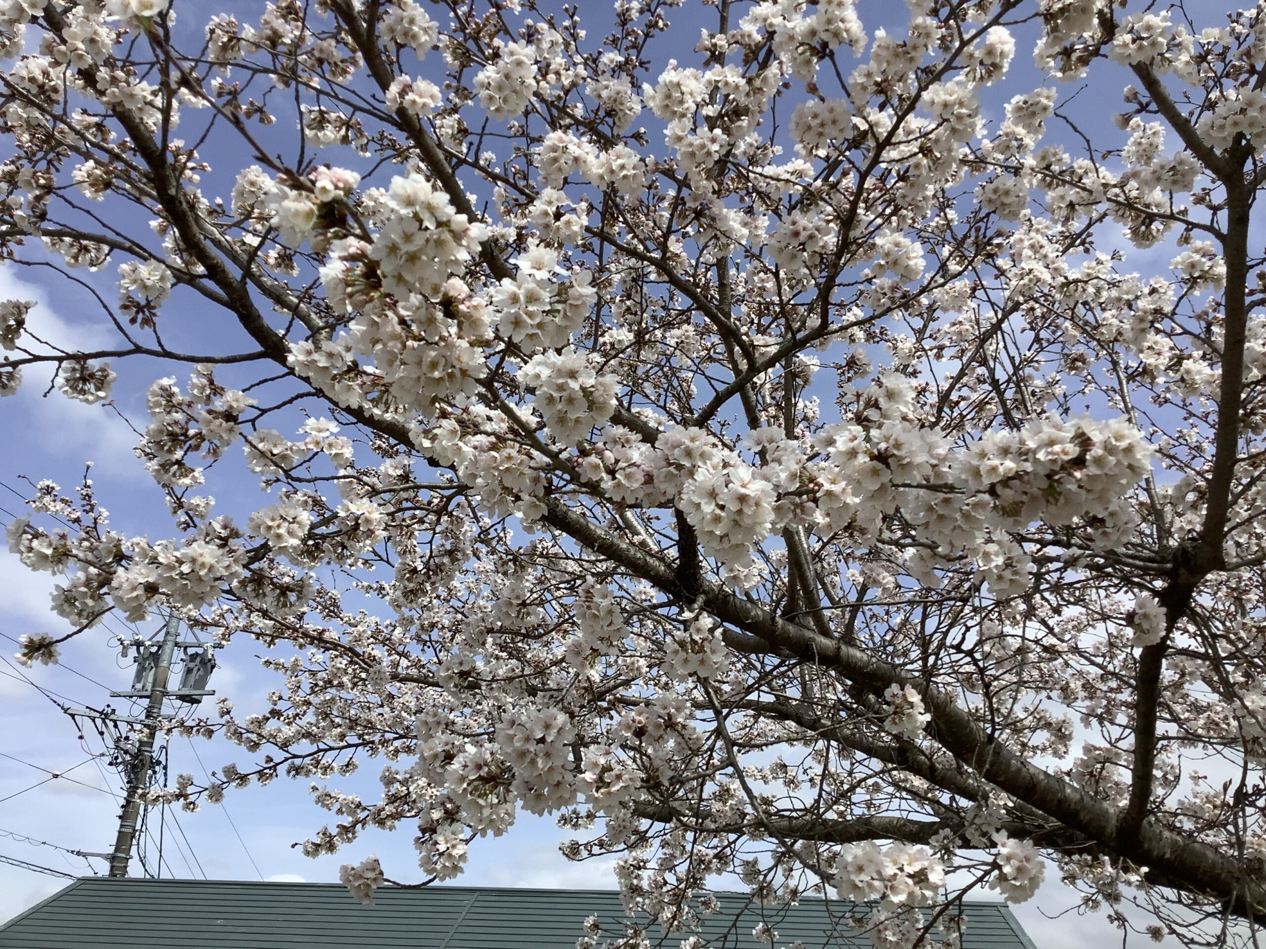 桜が咲きました🌸