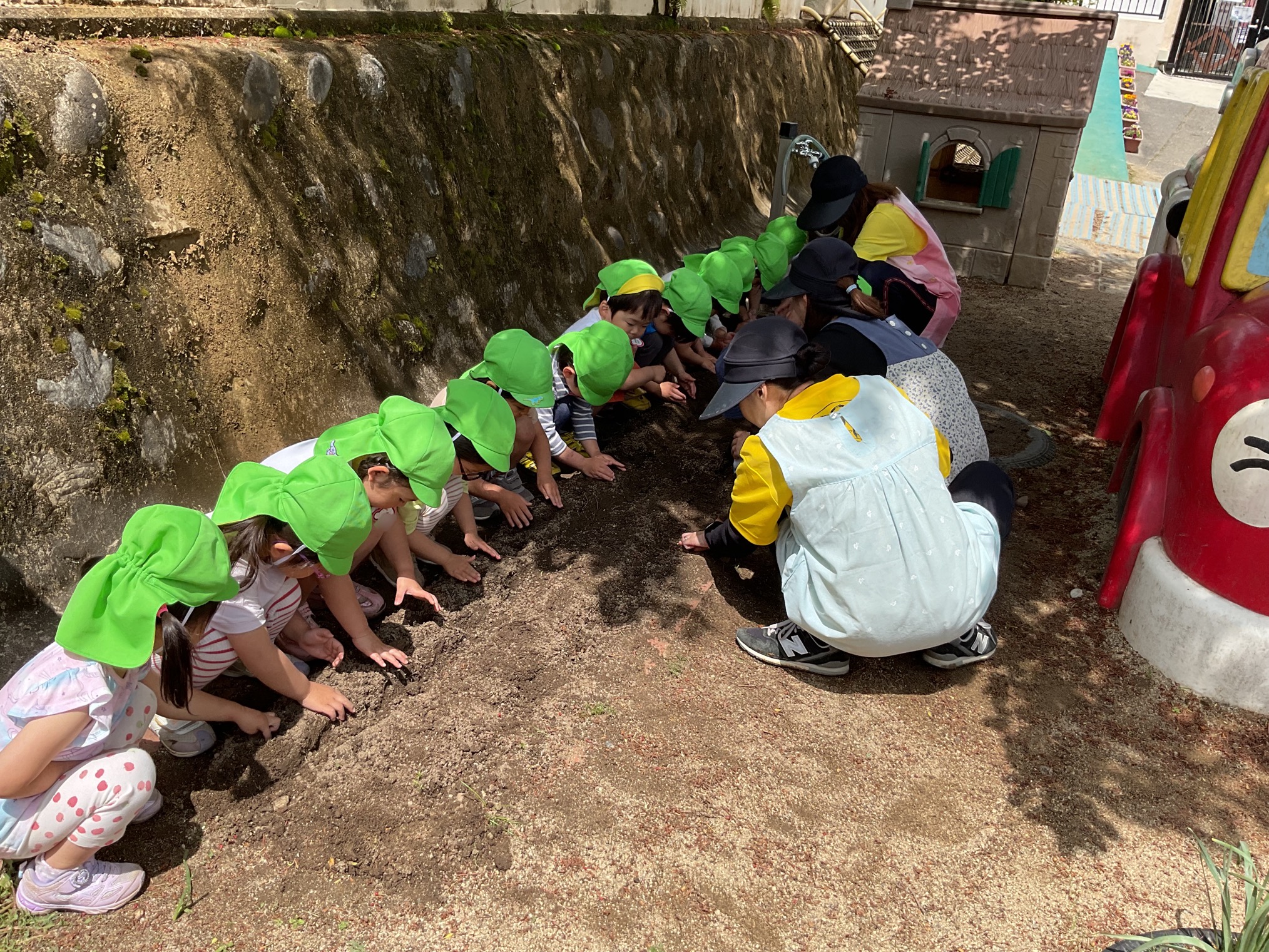 ひまわりの種を植えたよ🌻