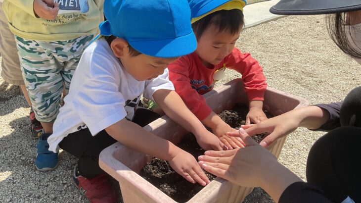 年少組🌻ひまわりの種を植えました