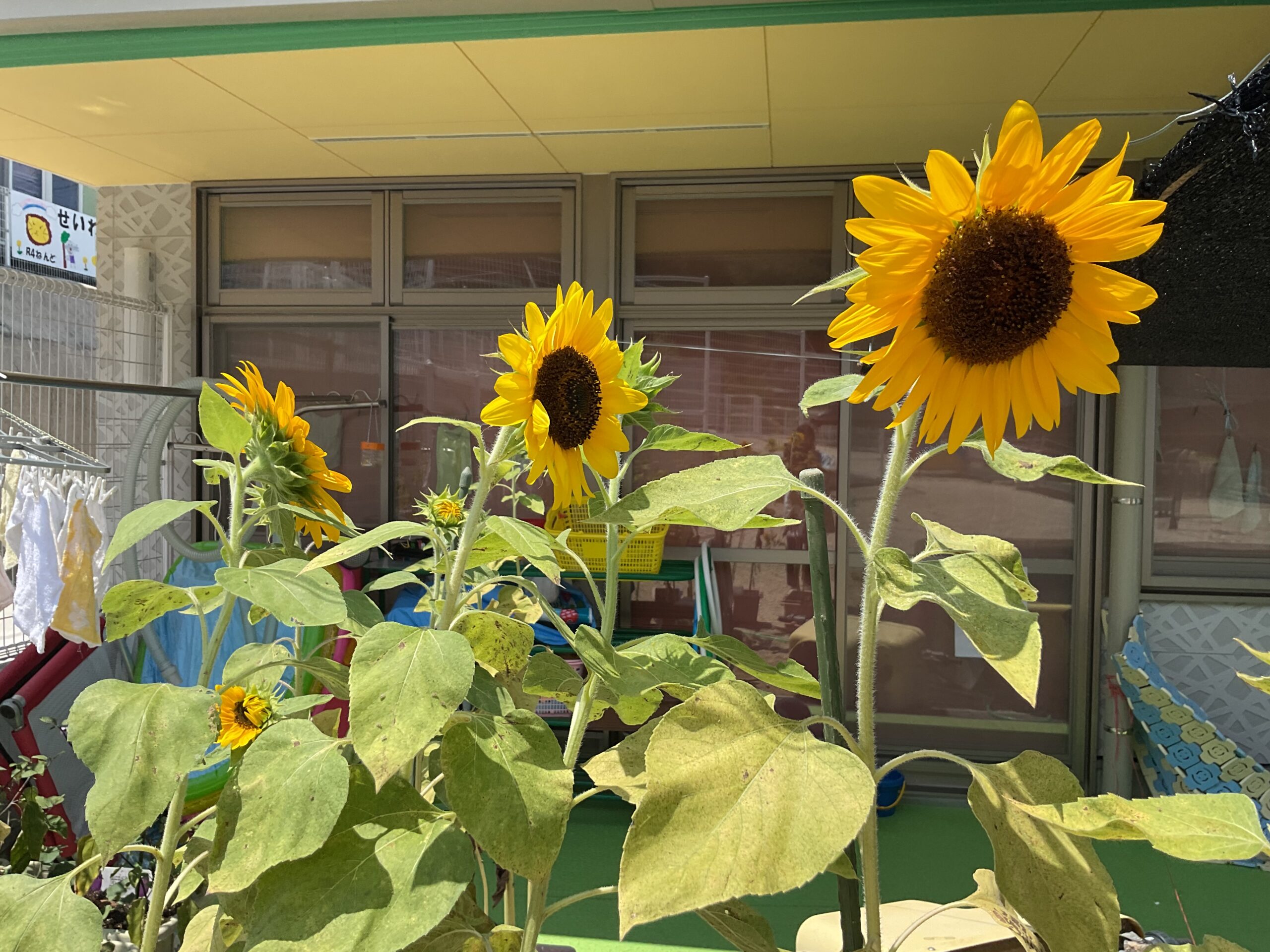 年少組🌻ひまわりが咲きました！