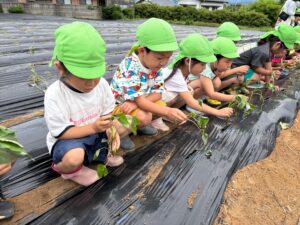 さつまいもの苗植え【年長組】誠和幼稚園-幼保連携型こども園 - 粉砕技術業界No1プロフェッショナル