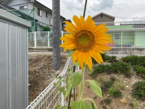 ひまわりが咲きました誠和幼稚園-幼保連携型こども園 - 粉砕技術業界No1プロフェッショナル